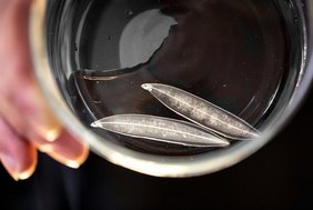 Weidenblattlarven des Europäischen Aals  