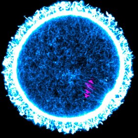 Maus Eizellen vor dunklem Hintergrund.  Chromosomen in magenta und das Zytoskelett-Protein Aktin blau-weiß