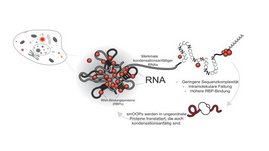 Grafik der neuen RNA-Klasse die als smOOPs bezeichnet werden