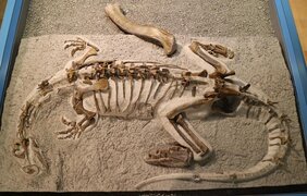 Montiertes Skelett des Plateosaurus „Fabian“ im Sauriermuseum Frick, mit dem 50 cm langen Oberschenkelknochen (Femur) eines größeren Plateosaurus als Größenvergleich. 