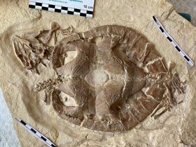 Jurassische fossile Schildkröte (Solnhofia parsonsi) mit verbreiterten Kauleisten als Anpassung zum Zerkleinern hartschaliger Nahrung 