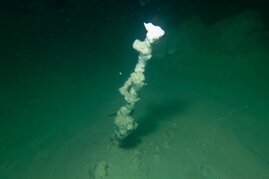 Ein einzelner submariner Schlot in etwa 30 m Wassertiefe. 