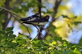 Eine der in der Studie untersuchten Sperlingsvogelarten ist die Rauchschwalbe (Hirundo rustica).