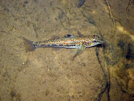 Protogobius attiti  Grundel