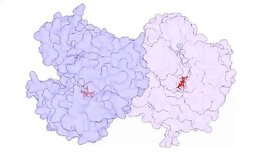 Inositolhexakisphosphat (IP6)-Bindungsstellen im SlNRC2-Dimer. Ein IP6-Molekül und ein ADP-Molekül binden ein SlNRC2-Monomer. IP6-Moleküle sind in rot und ADP-Moleküle in hellblau dargestellt