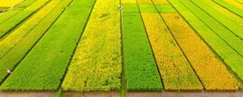 Reisfelder des International Rice Research Institute