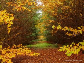 Baumartenmischung im Wald