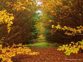 Baumartenmischung im Wald