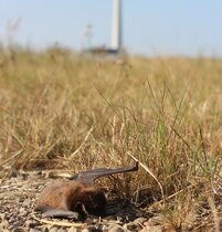 Windenergieanlage verunglückte Rauhautfledermaus