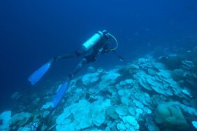 Expeditionstaucherin Rose Dodwell dokumentiert das Ausmaß der Korallenbleiche entlang eines Transekts in 32 Metern Tiefe