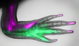 Genetisch veränderte Axolotlhand zeigt den Positionscode: vordere Zellen und Fingerspitzen leuchten in Magenta, hintere Zellen in Grün