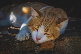 Katzen schlafen am liebsten auf der linken Seite