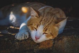 Katzen schlafen am liebsten auf der linken Seite