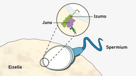 Das Protein Juno auf der Eizelle lagert sich seitlich an das Protein Izumo auf dem Spermium an. Das Protein Juno auf der Eizelle lagert sich seitlich an das Protein Izumo auf dem Spermium an.