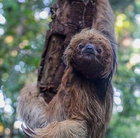 Kragenfaultier (Bradypus torquatus)