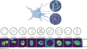 Illustration des komplexen Innenraums innerhalb des Kerns und des Zytoplasmas.