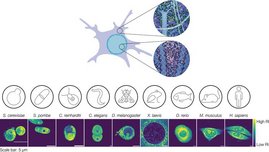 Illustration des komplexen Innenraums innerhalb des Kerns und des Zytoplasmas.