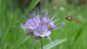 Insekten