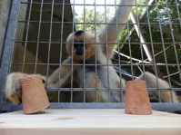 Gibbonweibchen beim Test auf das Verständnis visueller Signale 