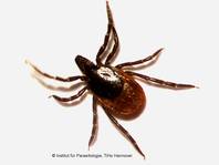 Ixodes ricinus Weibchen. 