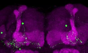 Der Pilzkörper (in Magenta) repräsentiert das Lern- und Gedächtniszentrum im Gehirn der Fruchtfliege. Das CAMEL-Werkzeug wird aktiv (in grün), wenn die Neuronen eine Erinnerung erzeugen und speichern. 