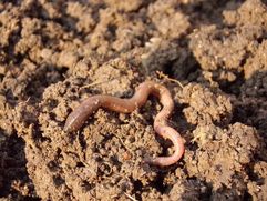     Wenn der Regenwurm in seinem Stoffwechsel durch Mikroplastik geschädigt wird, könnte auch der Boden geschädigt werden.