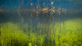 Viele Wasserpflanzen in Seen wie diese Armleuchteralgen können Hydrogenkarbonat als Kohlenstoffquelle nutzen