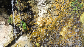 Die „lebende Wand“, ein typischer Lebensraum für terrestrische Algen (Fuerteventura, Spanien) 