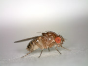 Drosophila (Fruchtfliege) © Wikimedia Commons (Hannah Davis)