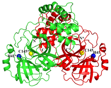 Kristallstruktur der Hauptprotease des neuen Coronavirus