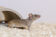 Hausmaus (Mus musculus musculus)