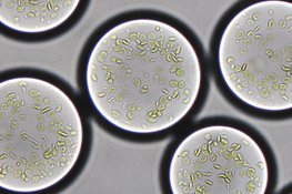  Als Mikrotröpfchen von ungefähr 90 Mikrometern Durchmesser und mit den gewünschten Enzymen ausgestattet, nutzen die semi-synthetischen Chloroplasten pflanzliche Thylacoid-Membranen zur Energieerzeugung. Sie fixieren auf diese Weise nach dem Vorbild der Natur Kohlendioxid mittels Sonnenenergie.