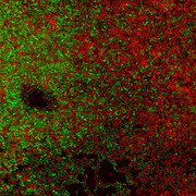 P. plecoglossicidia Biofilm (grüne Färbung durch Syto®9 - lebende Bakterien, rote Färbung durch Propidiumiodid - tote Bakterien),