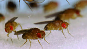 Drosophila Klimawandel