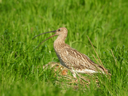 Aufnahme eines Brachvogels.