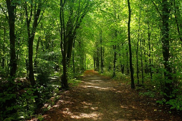 schattiger Waldweg