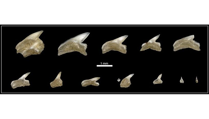 Wie Haizähne Evolutionsprozesse entschlüsseln können: VBIO