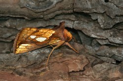 Weniger Nachtfalter, mehr Fliegen