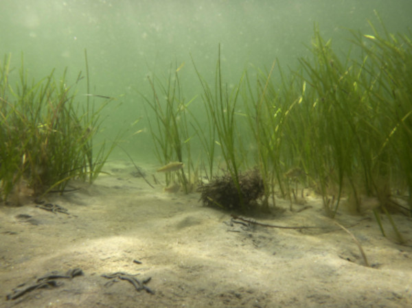 Epimutations-Uhr mit Analysen von Klonen des Seegrases Zostera marina