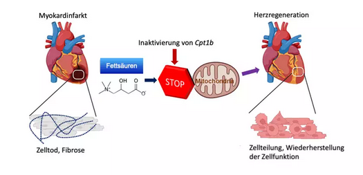 Reparatur eines Herzens