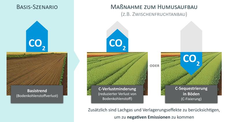 Illustration zum Humusaufbau 