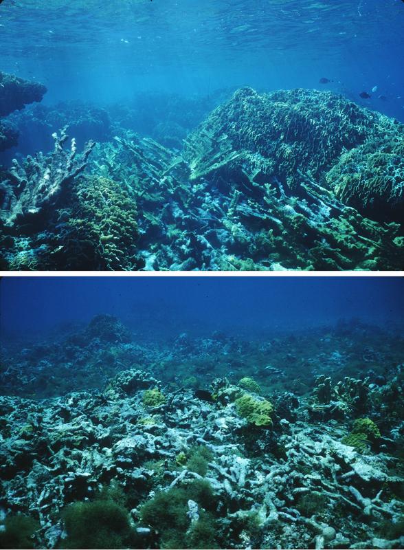 Korallenriffe Klima