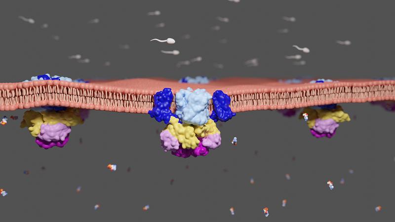 Aufbau des neu-entschlüsselten Proteins, das sich in der Hülle von Spermienzellen befindet.