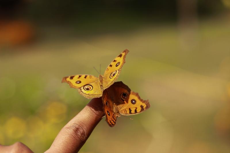 Junonia almana, ein Schmetterling aus der Familie der Edelfalter,