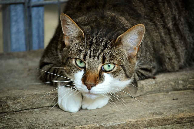 Katzen Schnurren