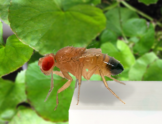 Die Taufliege Drosophila zeigt ihren Motivationszustand durch Entscheidungen zum Überklettern von Lücken im Laufpfad - im depressionsartigen Zustand klettert sie seltener.