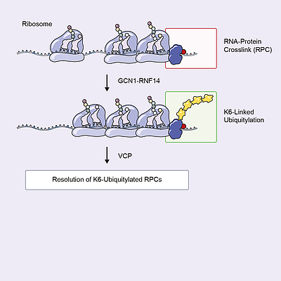 Abbau von RNA-Protein-Crosslinks, die durch toxische Aldehyde verursacht wurden