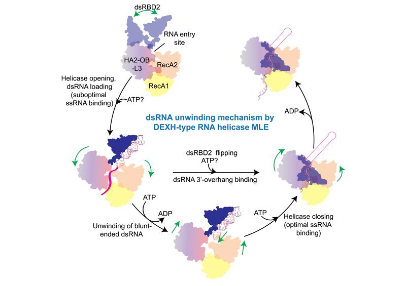 dsRNA unwinding mechanism by DEXH-typ RNA helicase 