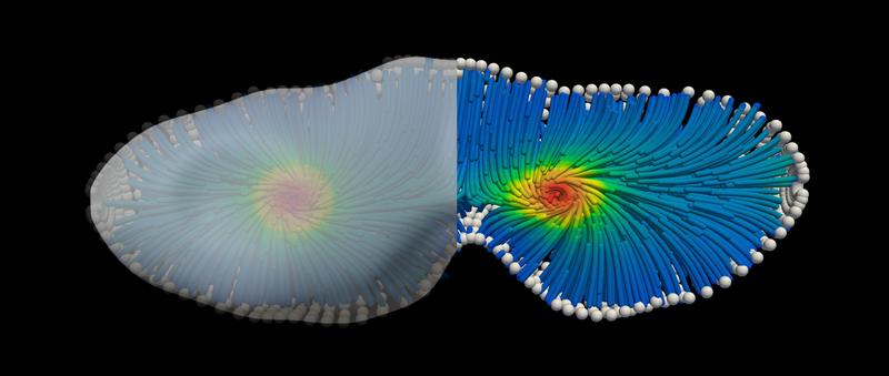 3D Simulation eines aktiven Materials in einer geometrischen Form, die einer sich teilenden Zelle ähnelt