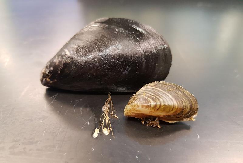 Muscheln mit Byssusfäden: oben Gemeine Miesmuschel (Mytilus edulis), unten Quaggamuschel (Dreissena bugensis)